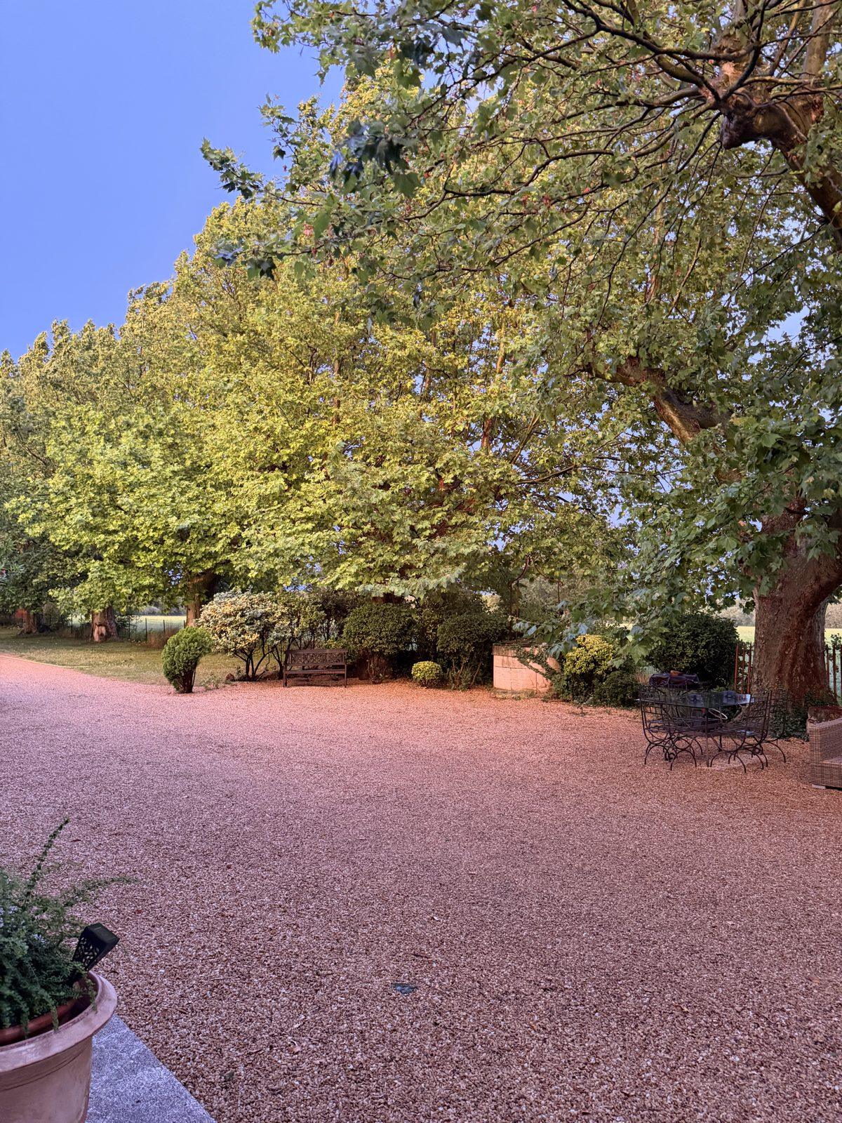 A gravel all&eacute;e at dusk under plane trees