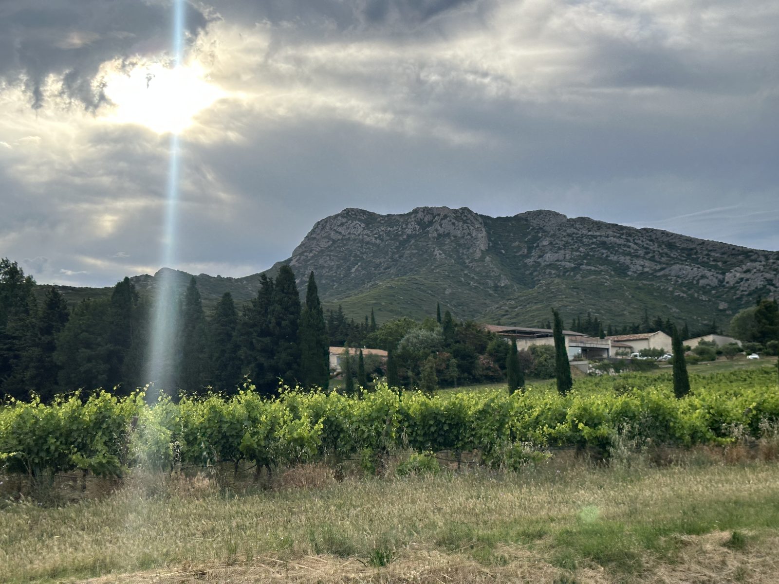 Vines under the Alpilles